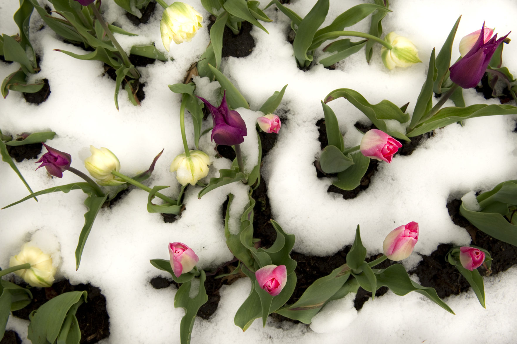 Snow on flowers